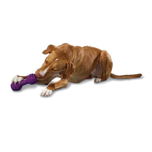 Petsafe BusyBuddy Chuckle